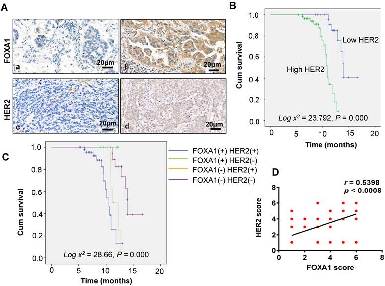 J Cancer Image