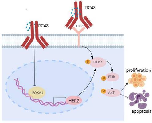 J Cancer Image