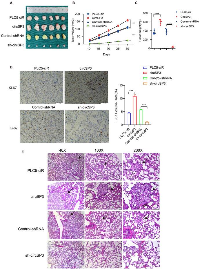 J Cancer Image