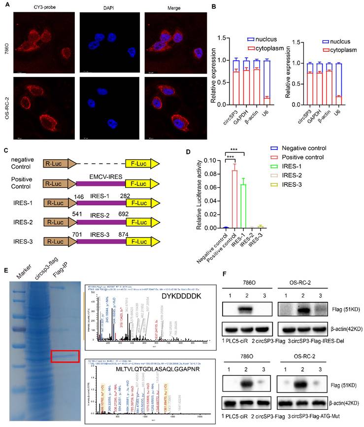 J Cancer Image