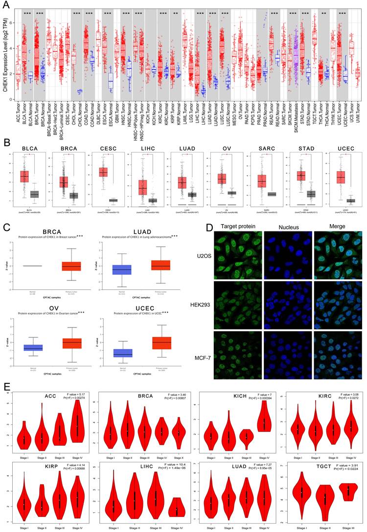 J Cancer Image