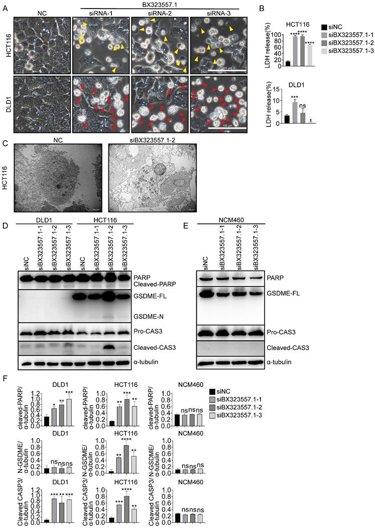 J Cancer Image