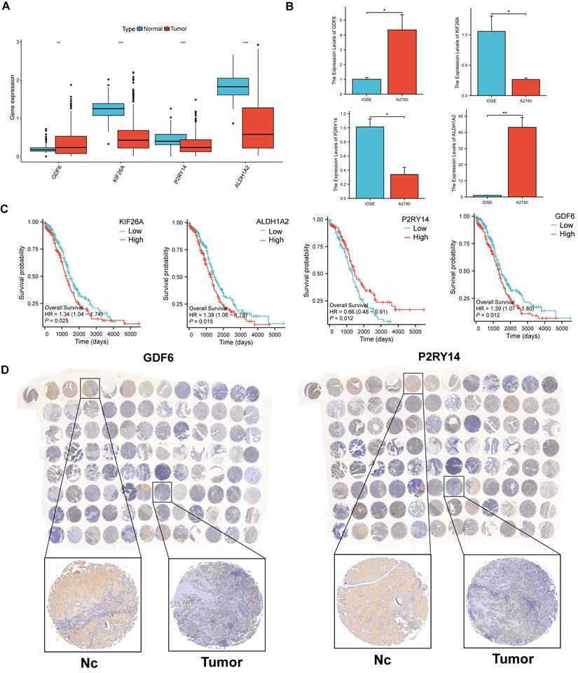 J Cancer Image