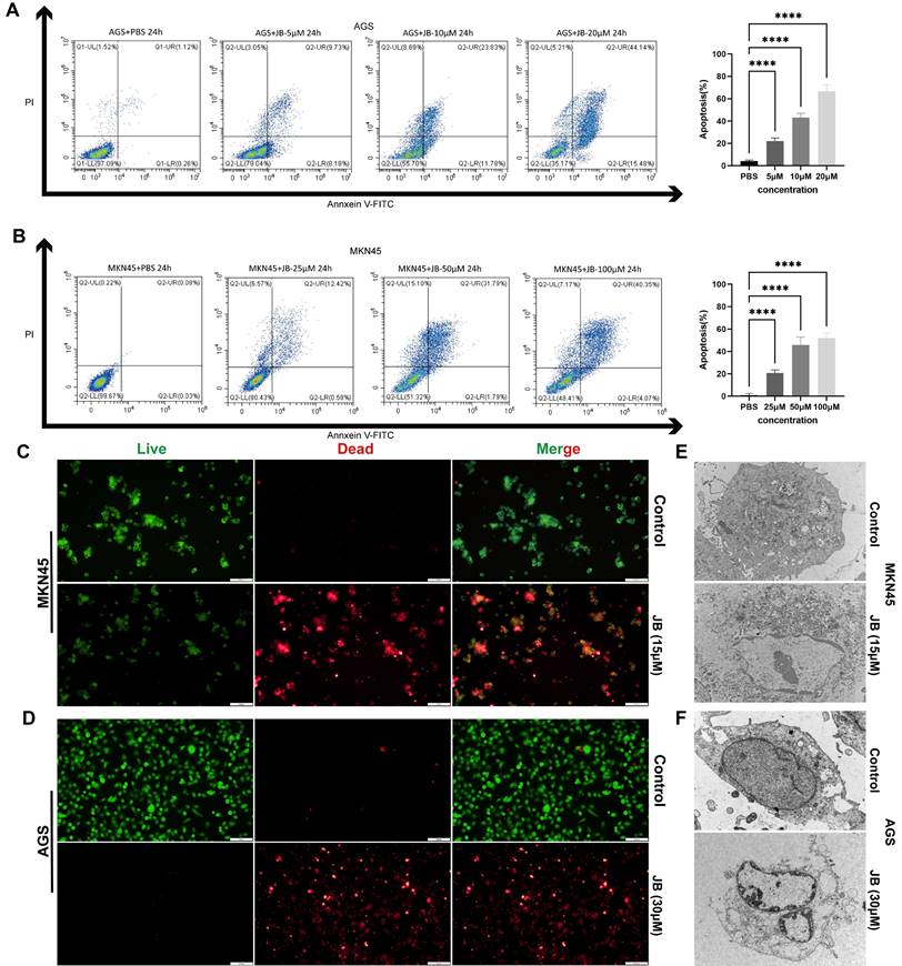 J Cancer Image