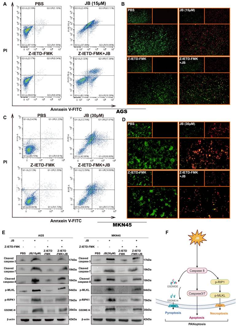 J Cancer Image