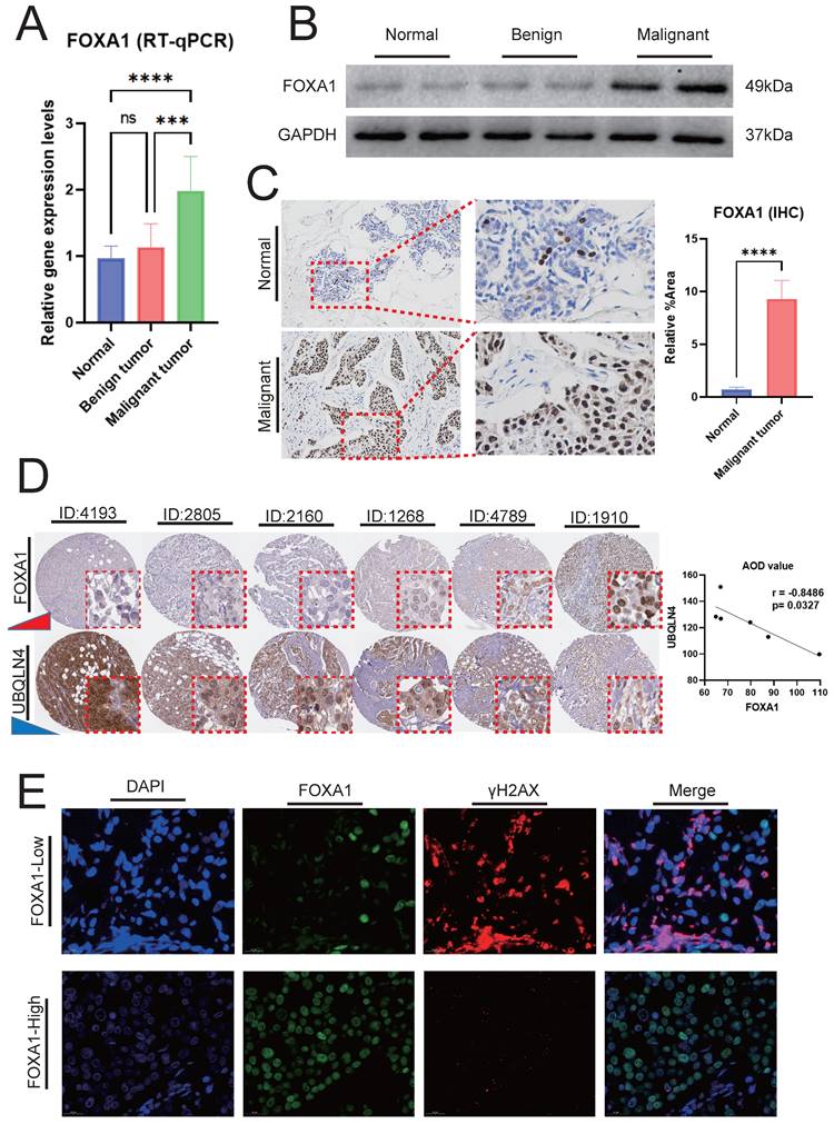 J Cancer Image