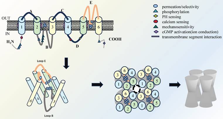 J Cancer Image