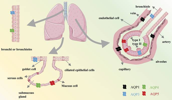 J Cancer Image