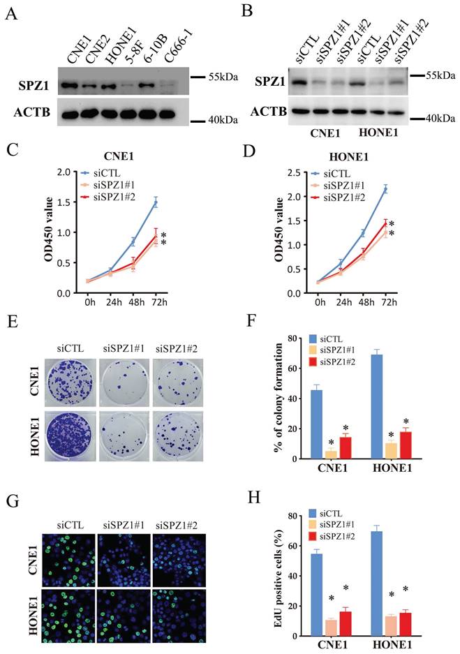 J Cancer Image