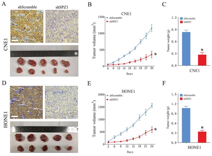 J Cancer Image