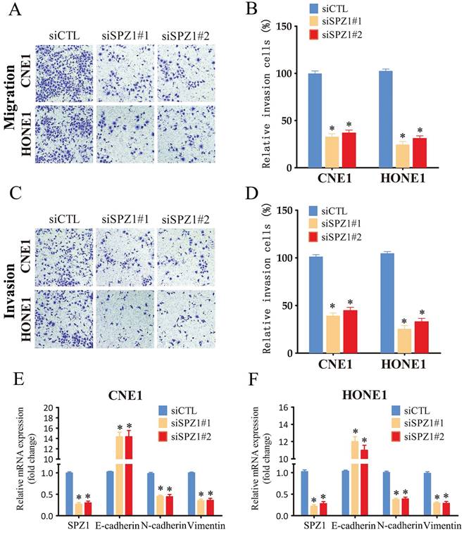 J Cancer Image