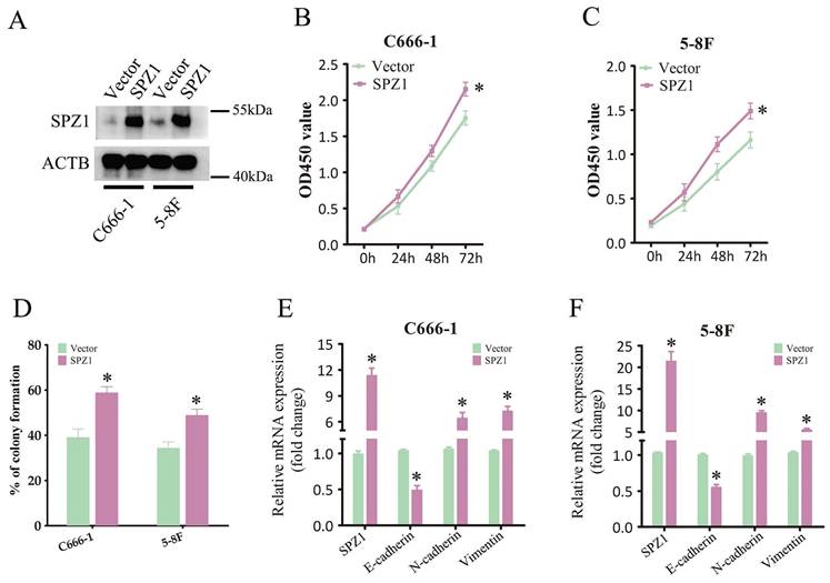 J Cancer Image