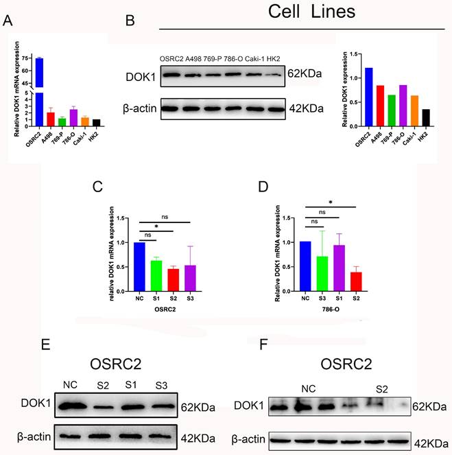 J Cancer Image