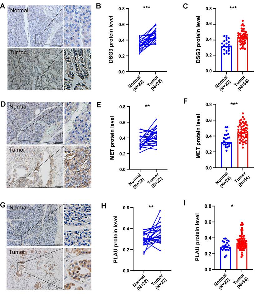 J Cancer Image