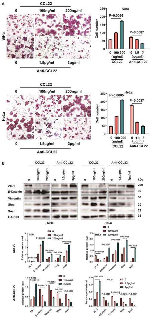 J Cancer Image