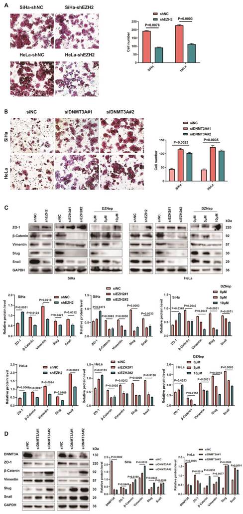 J Cancer Image