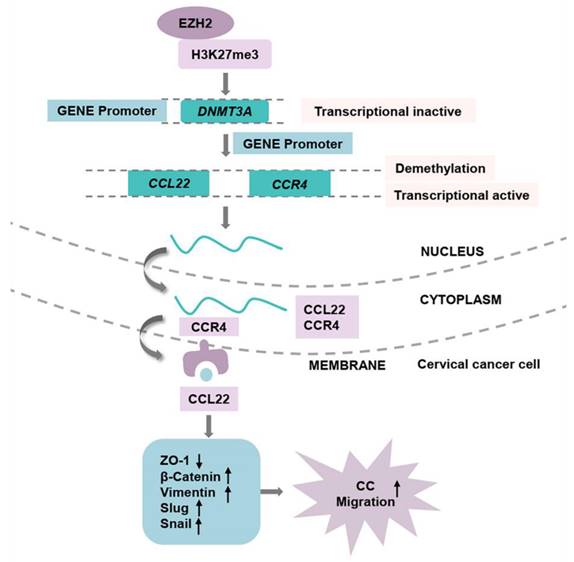 J Cancer Image