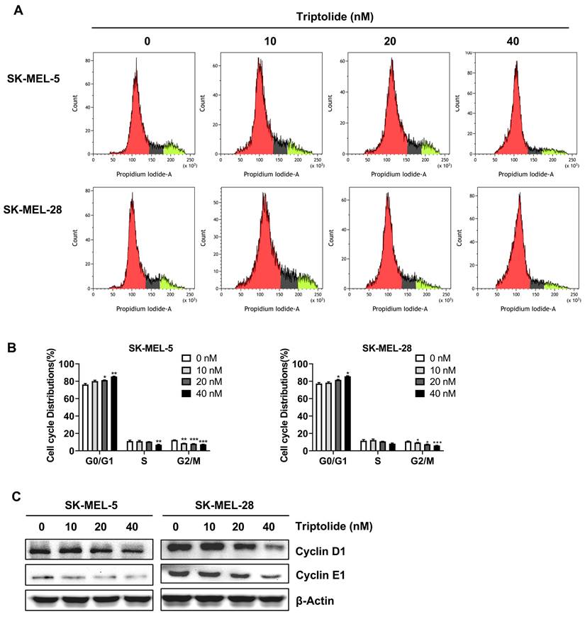 J Cancer Image