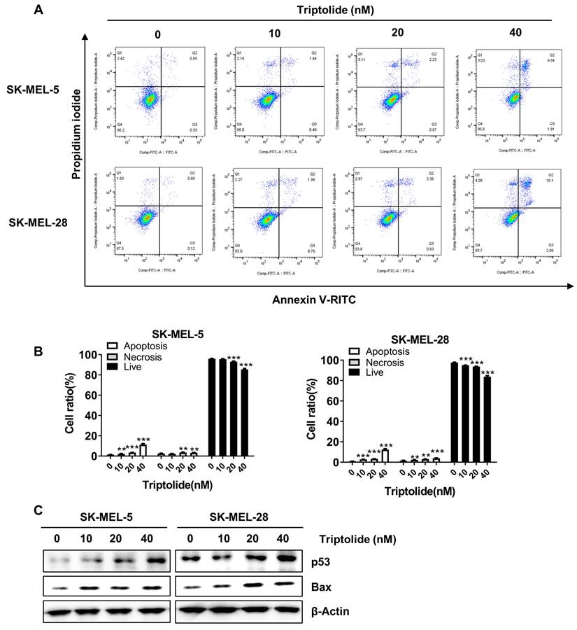 J Cancer Image