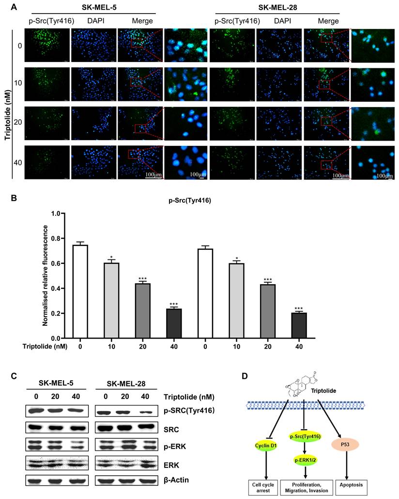 J Cancer Image