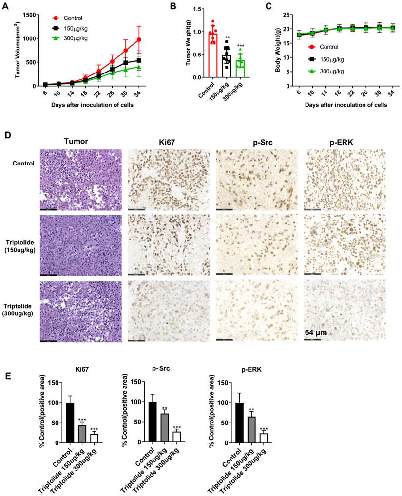 J Cancer Image