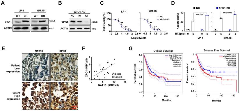 J Cancer Image