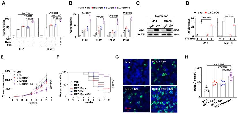 J Cancer Image