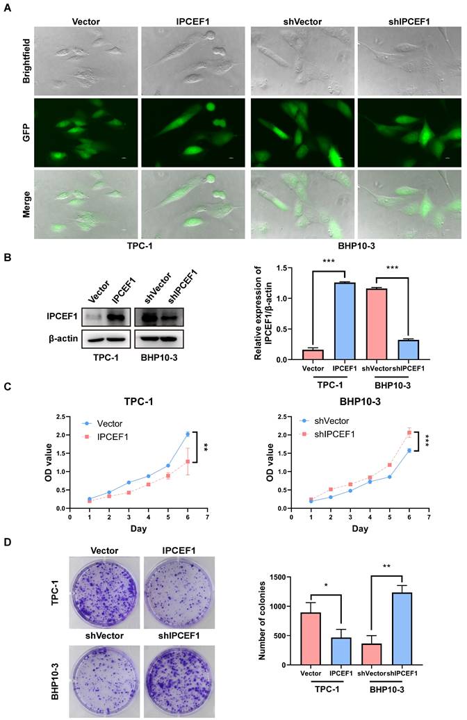 J Cancer Image