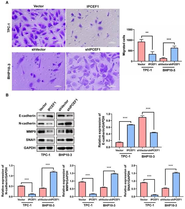 J Cancer Image