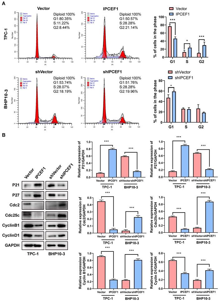 J Cancer Image