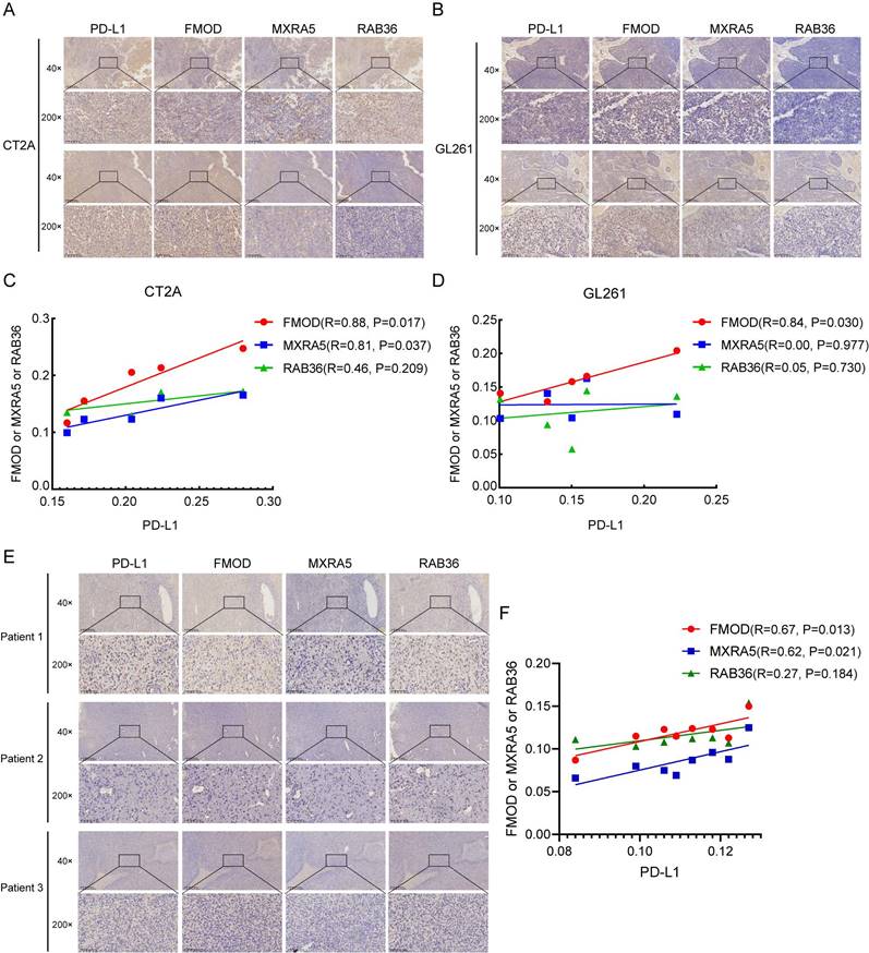 J Cancer Image