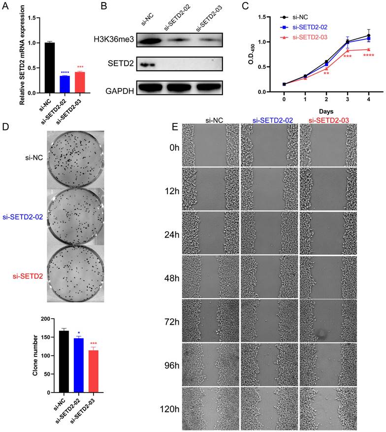 J Cancer Image