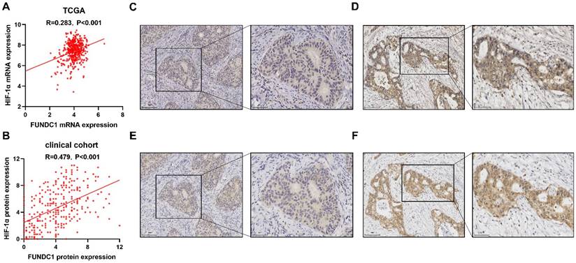 J Cancer Image