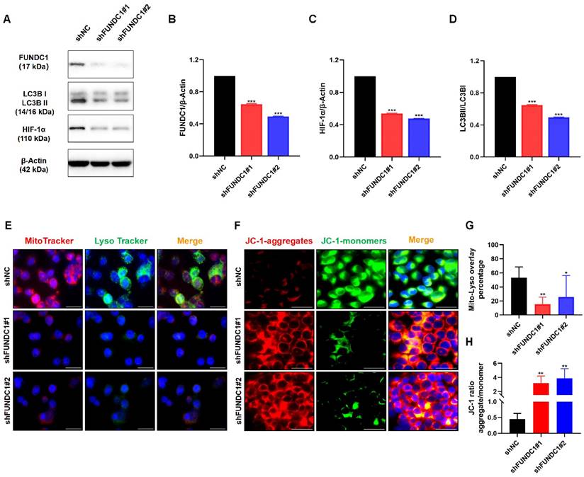 J Cancer Image