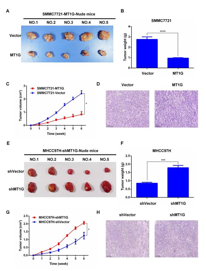 J Cancer Image