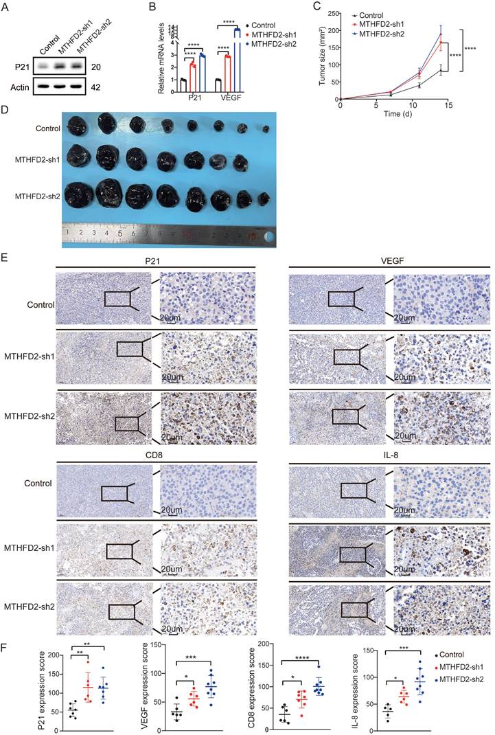 J Cancer Image