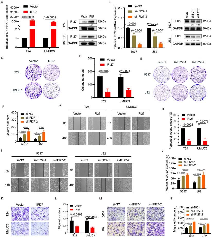 J Cancer Image