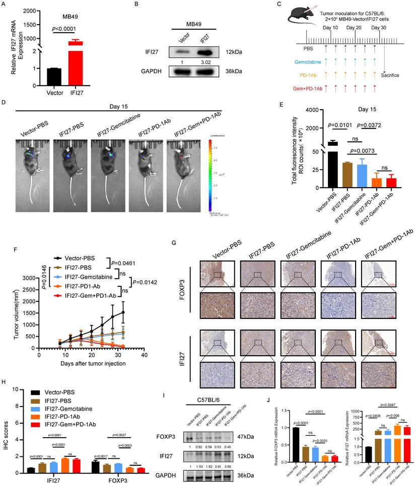 J Cancer Image