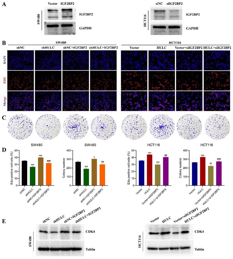 J Cancer Image