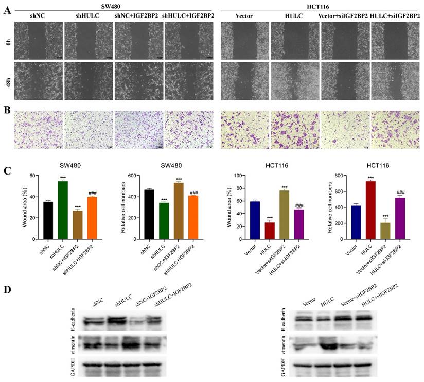 J Cancer Image