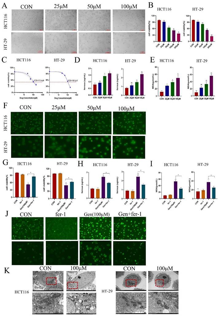 J Cancer Image