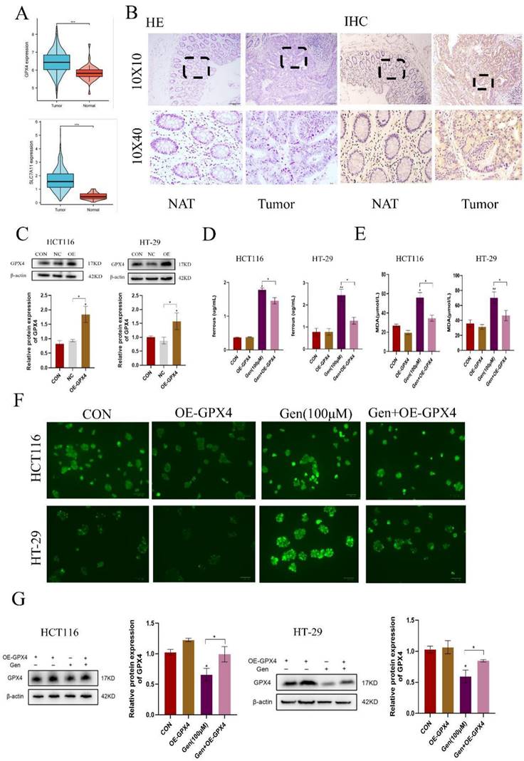 J Cancer Image