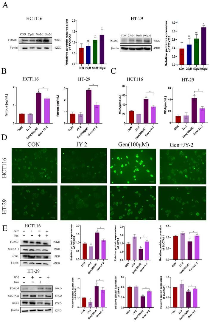 J Cancer Image