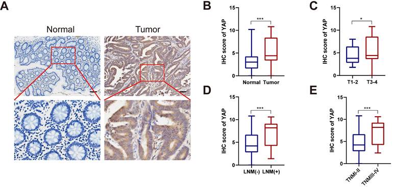 J Cancer Image