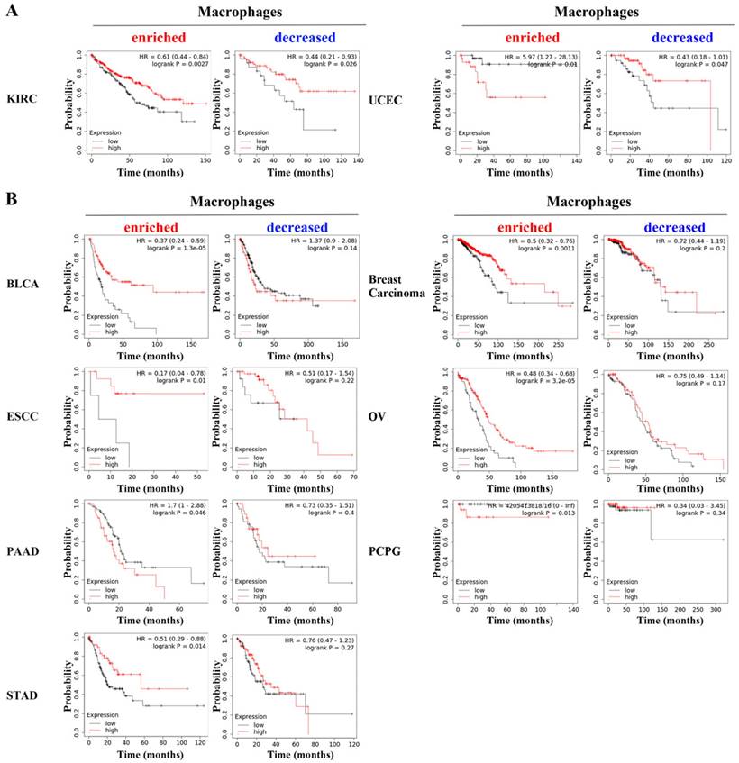 J Cancer Image