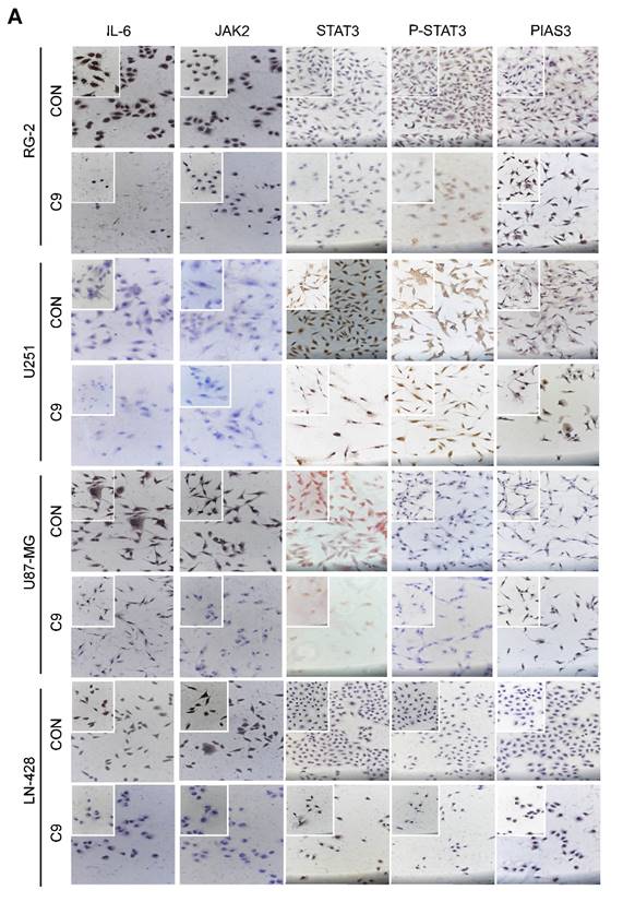 J Cancer Image