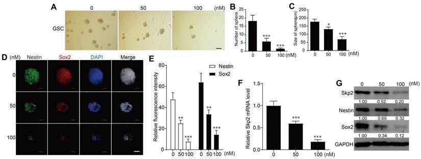 J Cancer Image