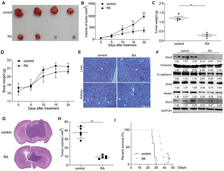 J Cancer Image