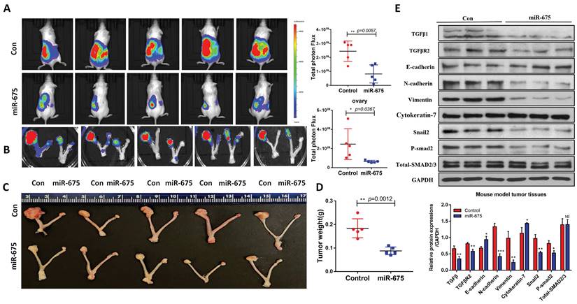 J Cancer Image