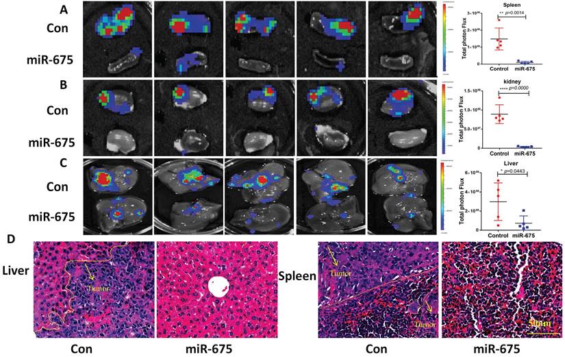 J Cancer Image